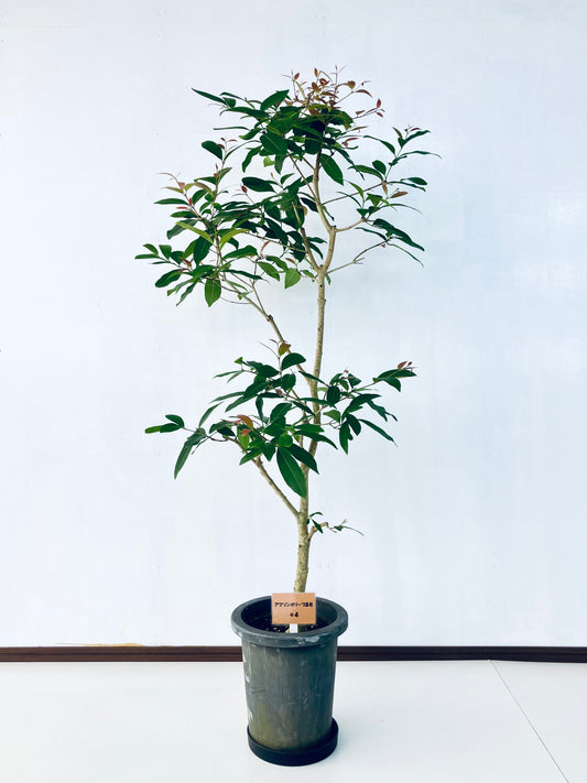 現品商品＠4 アマゾンオリーブ 8号（高さ：150cm、幅：65cm）