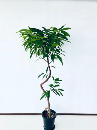 現品商品＠1 アムステルダム 8号（高さ：162cm、幅：87cm）