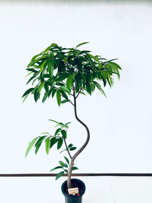 現品商品＠2 アムステルダム 8号（高さ：165cm、幅：90cm）