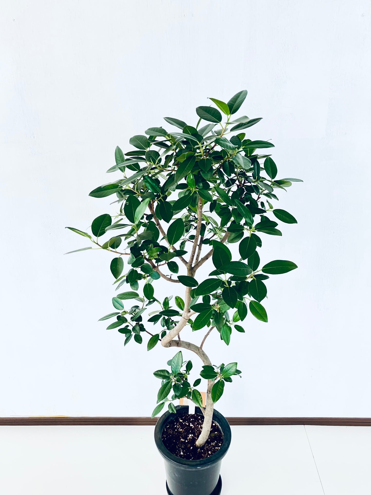 現品商品@4 フランスゴム 8号（高さ：132cm、幅：62cm）
