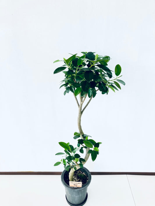 現品商品@4 フランスゴム 8号（高さ：125cm、幅：47cm）