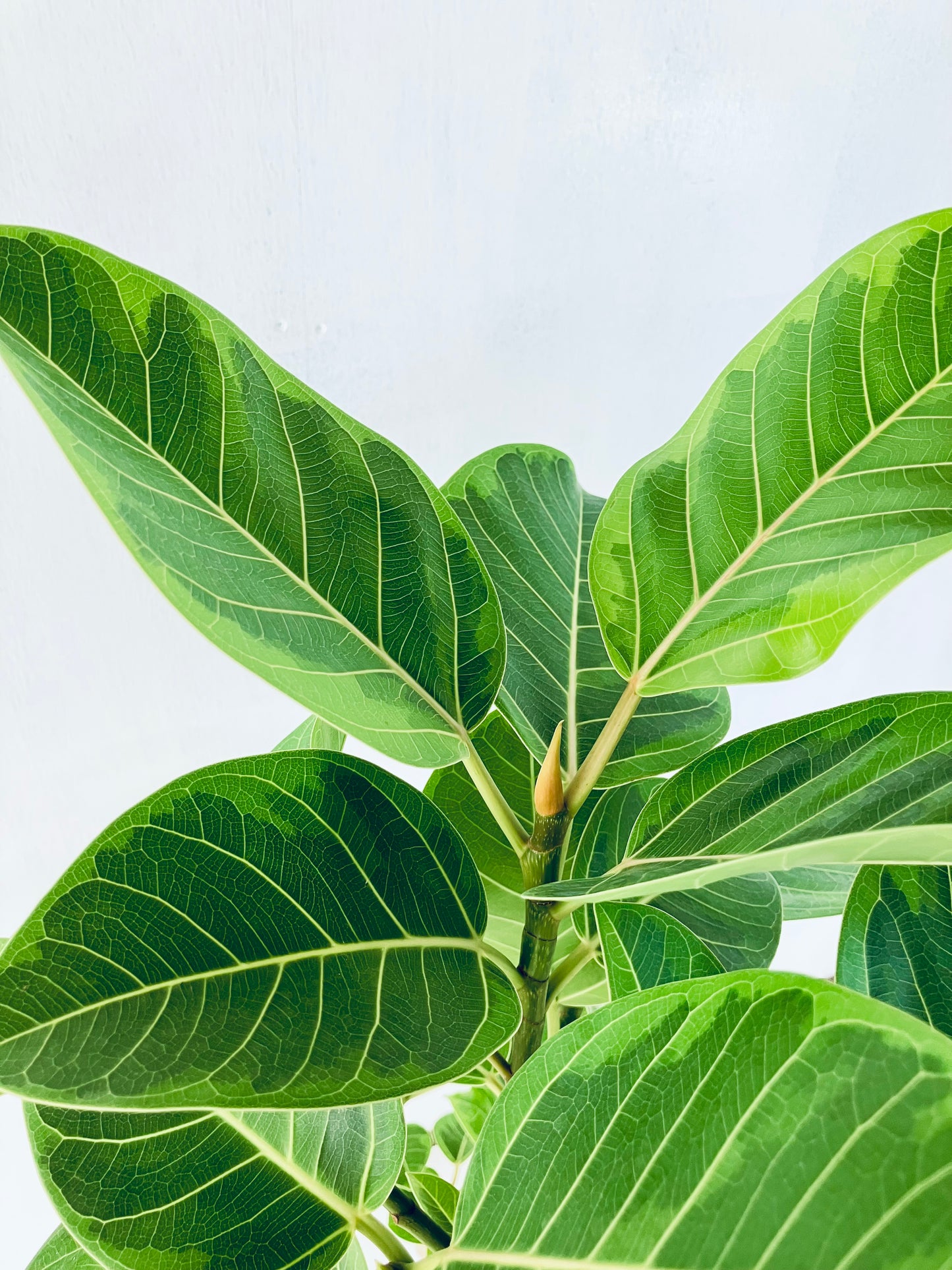 現品商品＠7 アルテシマ 8号（高さ：136cm 幅：68cm）