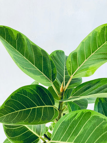 現品商品＠7 アルテシマ 8号（高さ：136cm 幅：68cm）