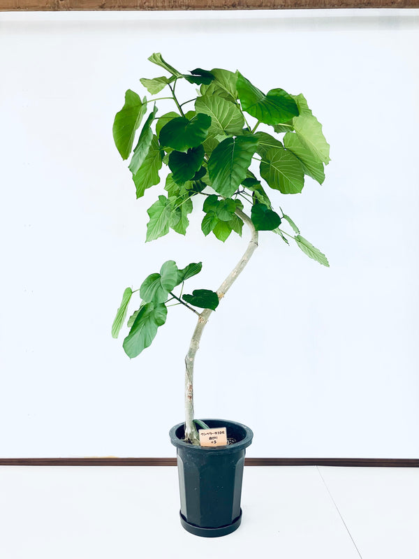 現品商品＠5 ウンベラータ 10号（高さ：165cm、幅：100cm）