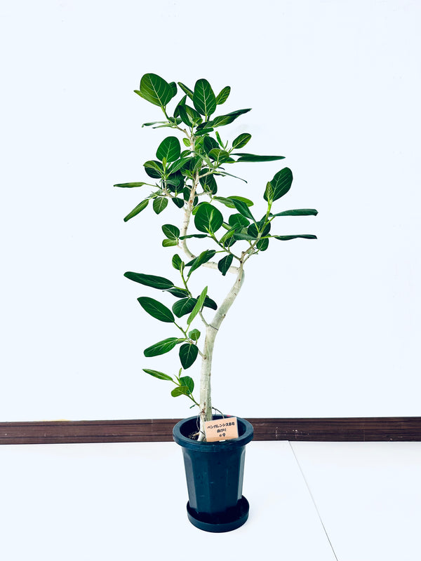 現品商品@9 ベンガレンシス 8号（高さ：143cm、幅：78cm）