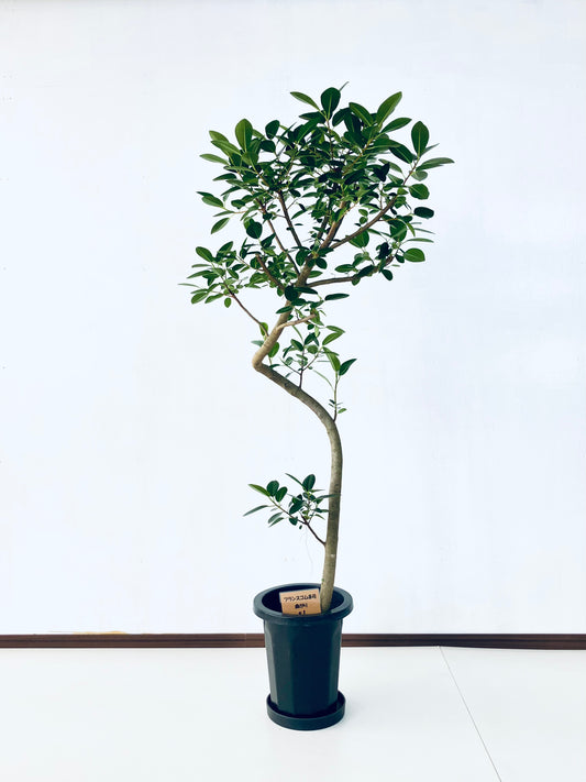 現品商品@1 フランスゴム 8号（高さ：148cm、幅：70cm）