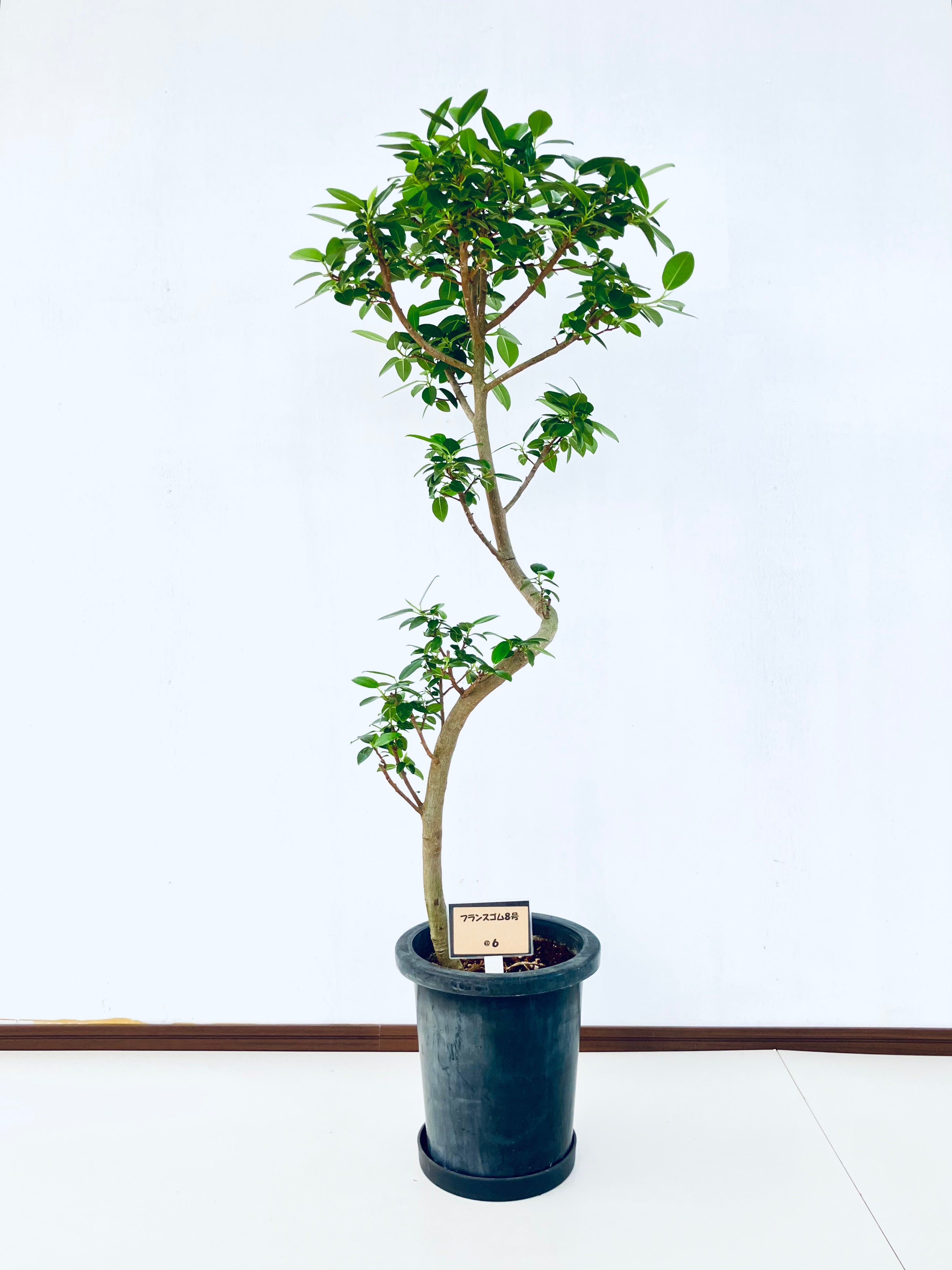 フィカス・フランスゴム8号の現品商品 | 観葉植物通販AONOKI（あおのき）