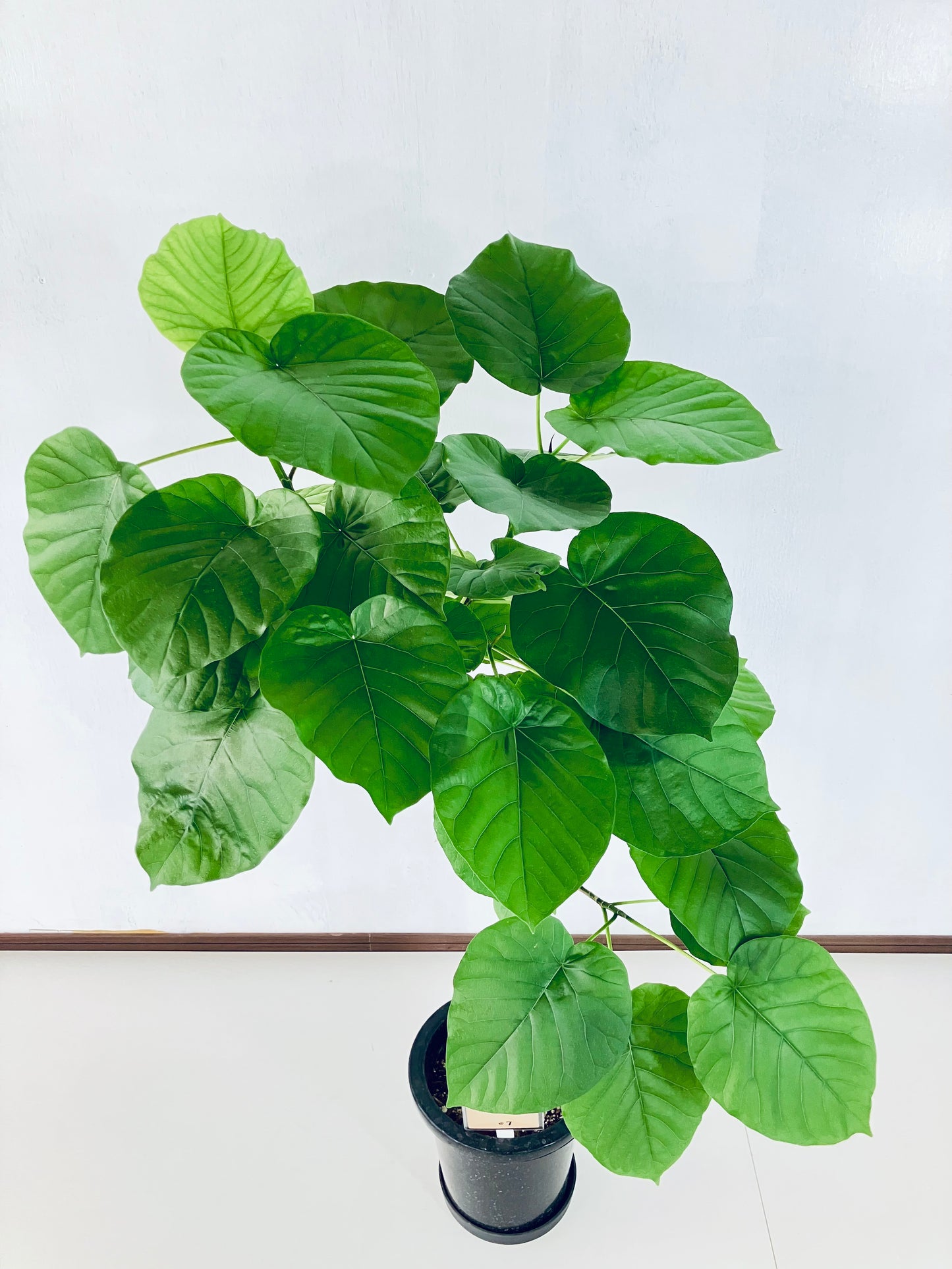 現品商品＠7 ウンベラータ 8号（高さ：124cm、幅：80cm）