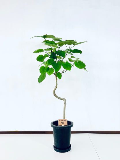 現品商品＠6 ウンベラータ 8号 曲がりМ（高さ：131cm、幅：75cm）