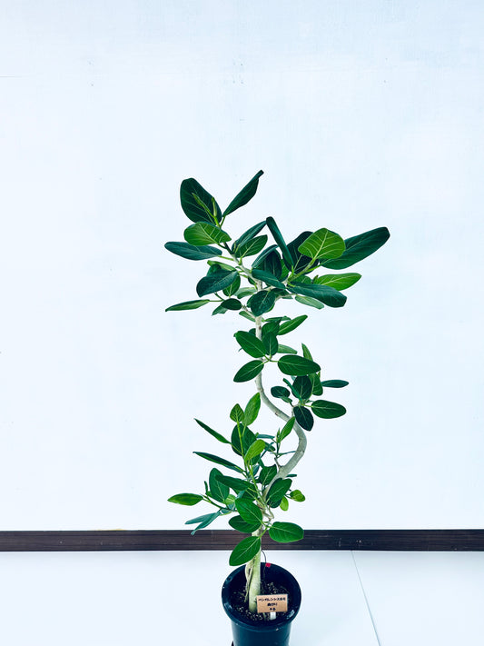 現品商品＠6 ベンガレンシス 8号（高さ：152cm、幅：66cm）