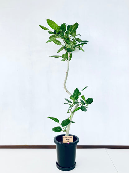 現品商品＠4 ベンガレンシス 8号（高さ：152cm、幅：67cm）