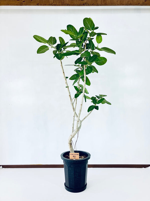 現品商品@2 ベンガレンシス 10号（高さ：170cm、幅：90cm）