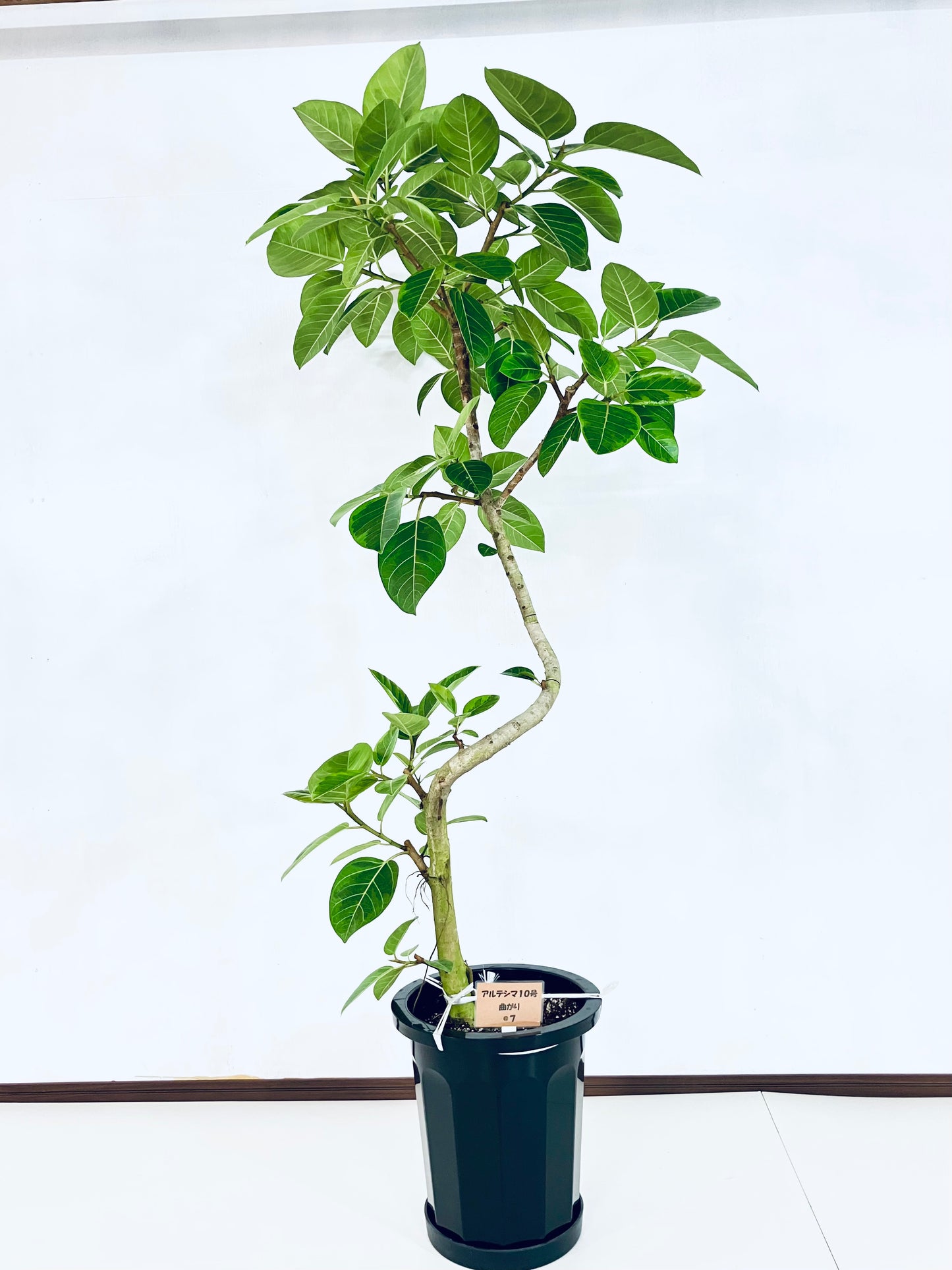 現品商品@7 アルテシマ 10号（高さ：179cm、幅：85cm）