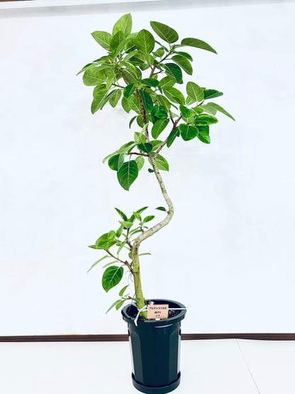 現品商品@7 アルテシマ 10号（高さ：179cm、幅：85cm）