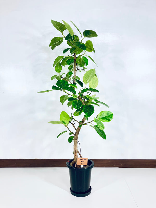 観葉植物⭐︎フィカス⭐︎アルテシマ