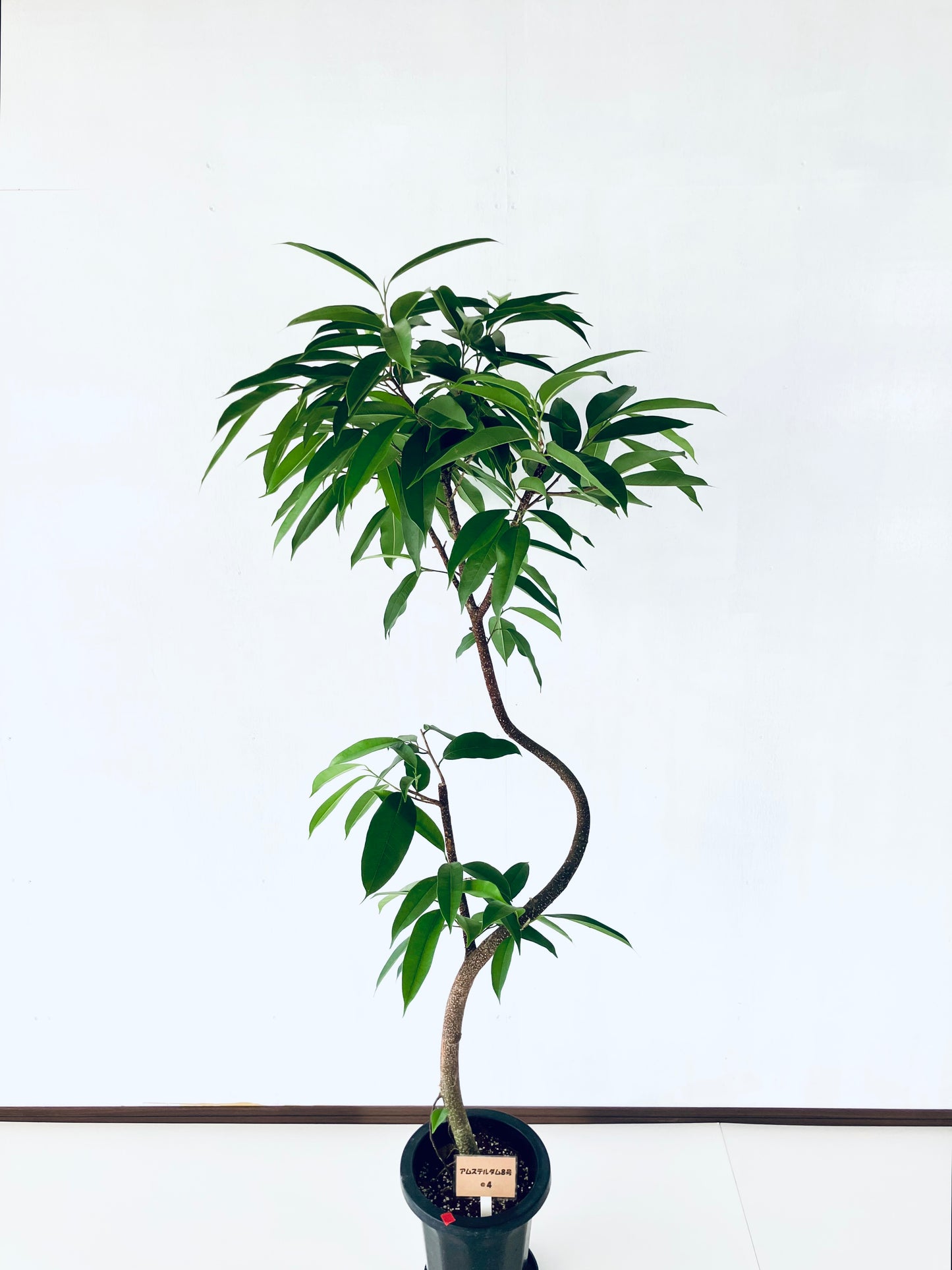 現品商品＠4 アムステルダム 8号（高さ：164cm、幅：77cm）