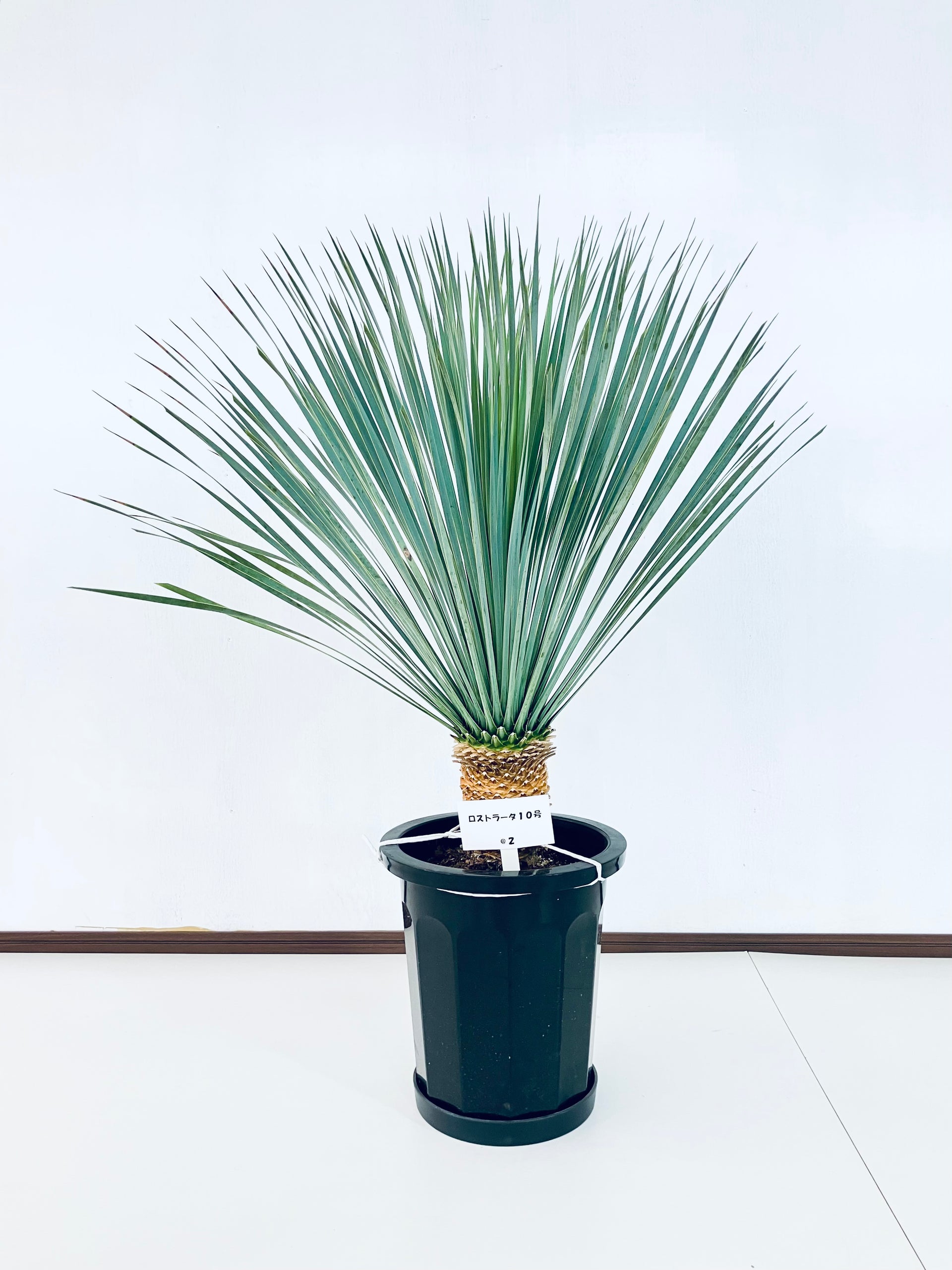ユッカ・ロストラータ10号の現品商品 | 観葉植物通販AONOKI（あおのき）