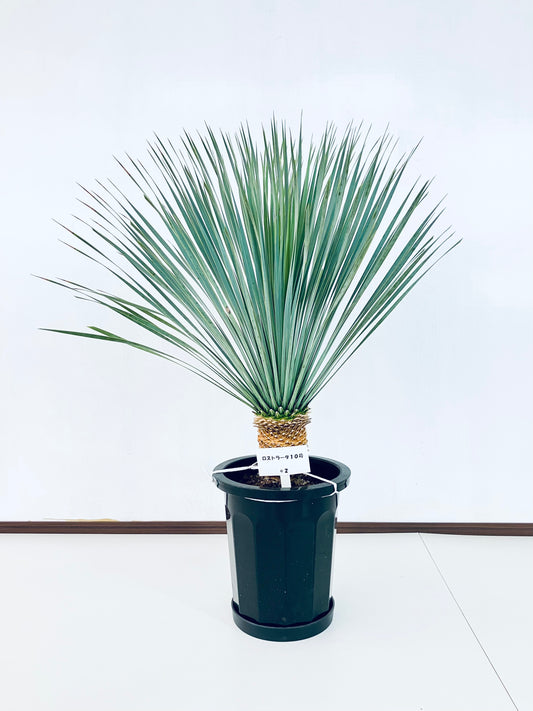 現品商品@2 ユッカ・ロストラータ 10号（高さ：108cm、幅：90cm）