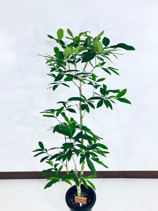 現品商品＠2 アマゾンオリーブ 8号（高さ：150cm、幅：70cm）