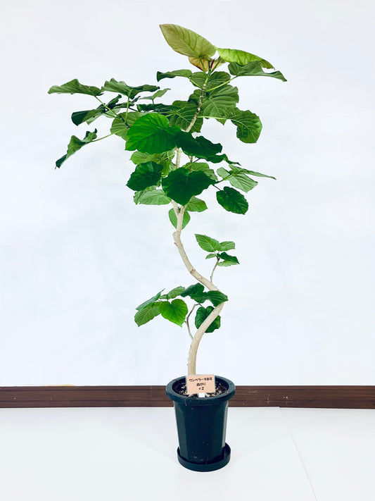 現品商品＠2 ウンベラータ 8号（高さ：146cm、幅：76cm）