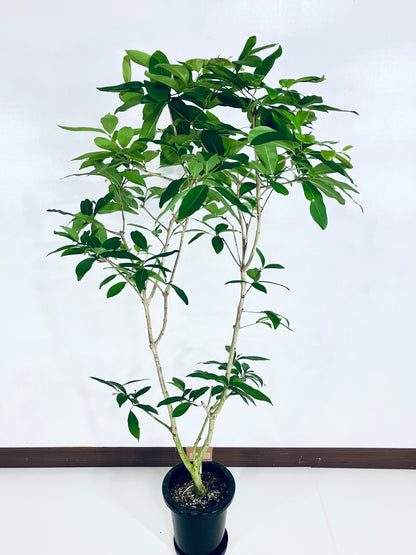 現品商品＠1 アマゾンオリーブ 8号（高さ：161cm、幅：90cm）