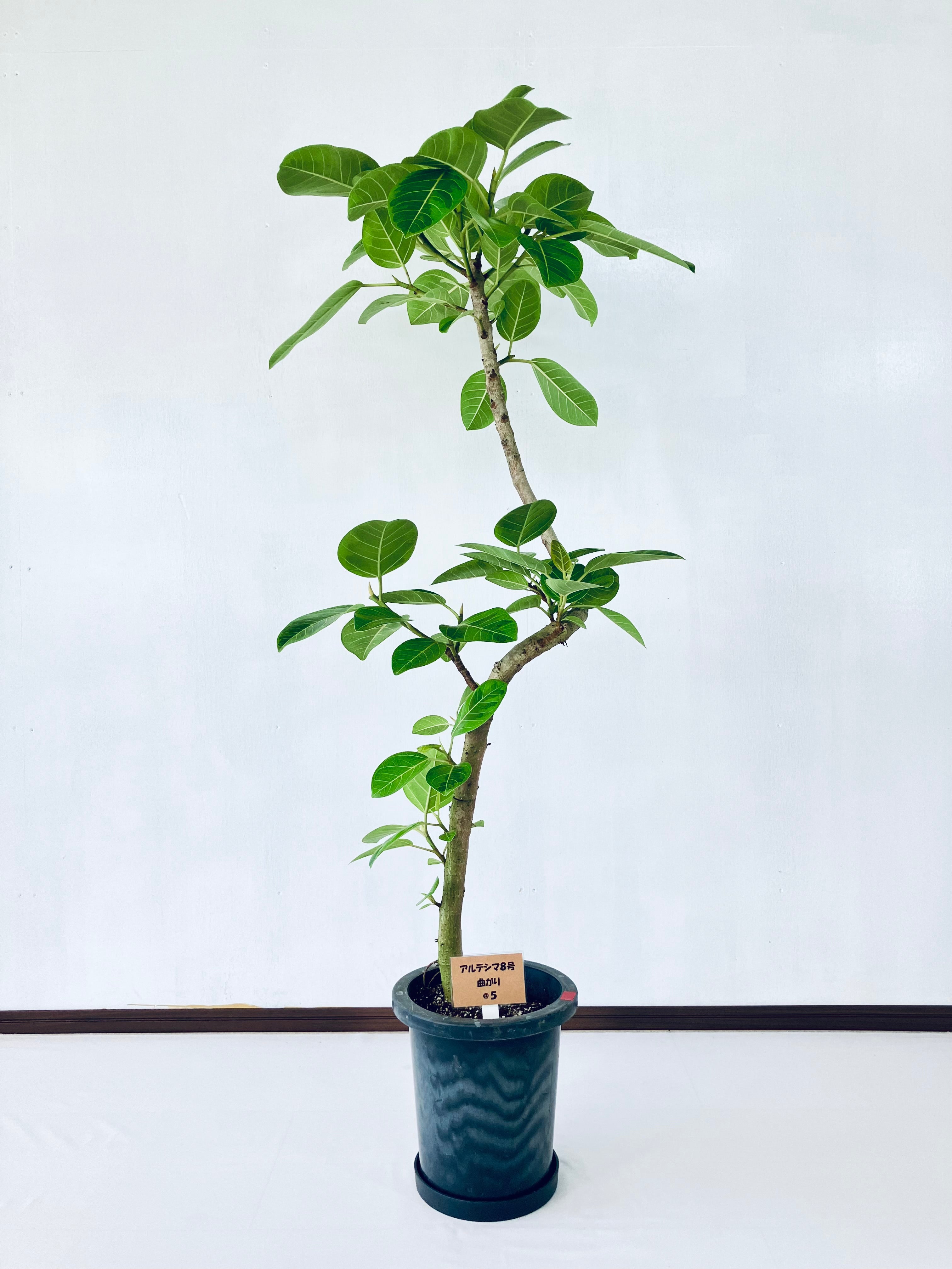 フィカス・アルテシマ 8号の通販 | 観葉植物通販AONOKI（あおのき）
