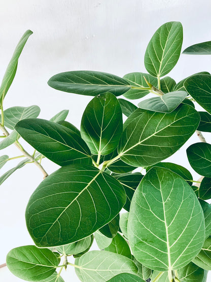 現品商品@5 ベンガレンシス 10号（高さ：175cm、幅：95cm）