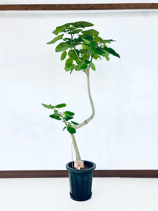 現品商品＠3 ウンベラータ 10号　曲がり（高さ：175cm、幅：98cm）