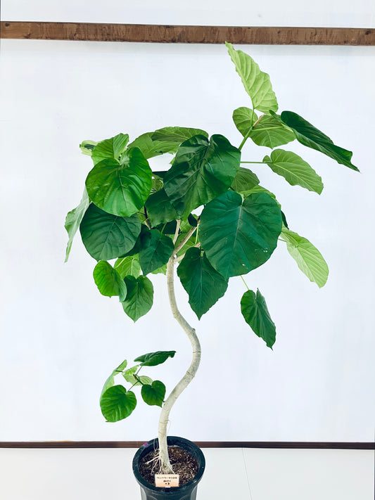 現品商品＠3 ウンベラータ 10号（高さ：195cm、幅：100cm）