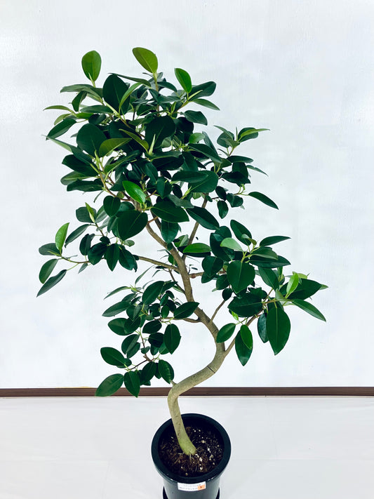 現品商品@5 フランスゴム 8号 曲げブランチ（高さ：137cm、幅：70cm）