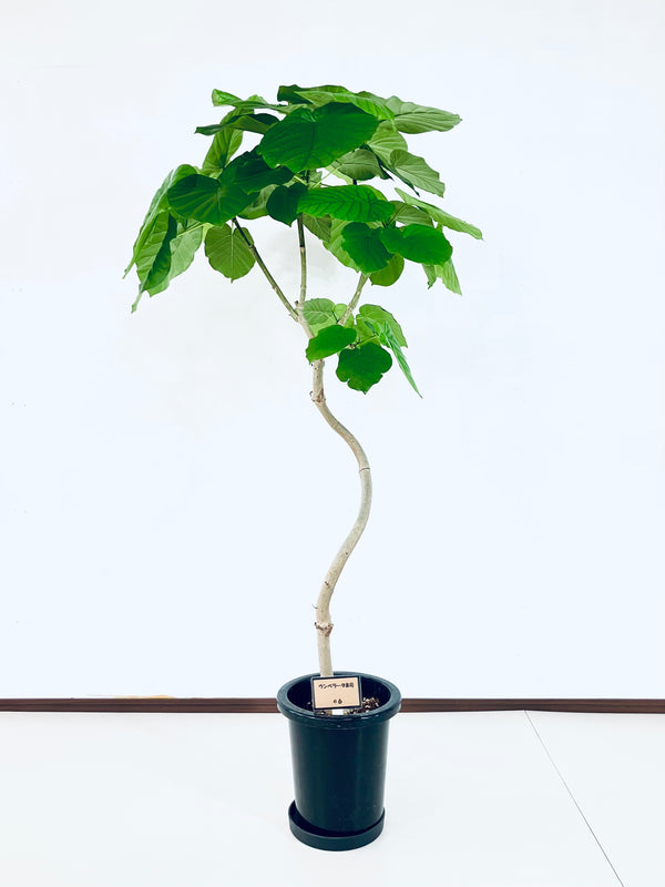 現品商品＠6 ウンベラータ 8号（高さ：147cm、幅：70cm）