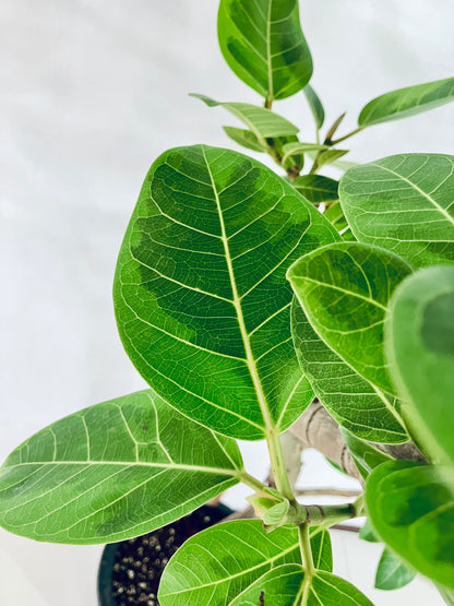 現品商品@6 アルテシマ 10号（高さ：158cm、幅：70cm）