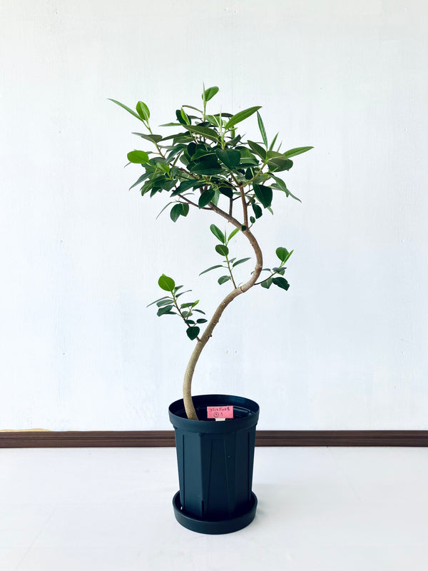 現品商品＠7T フランスゴム 6号（高さ：80cm、幅：40cm）【豊橋発送】