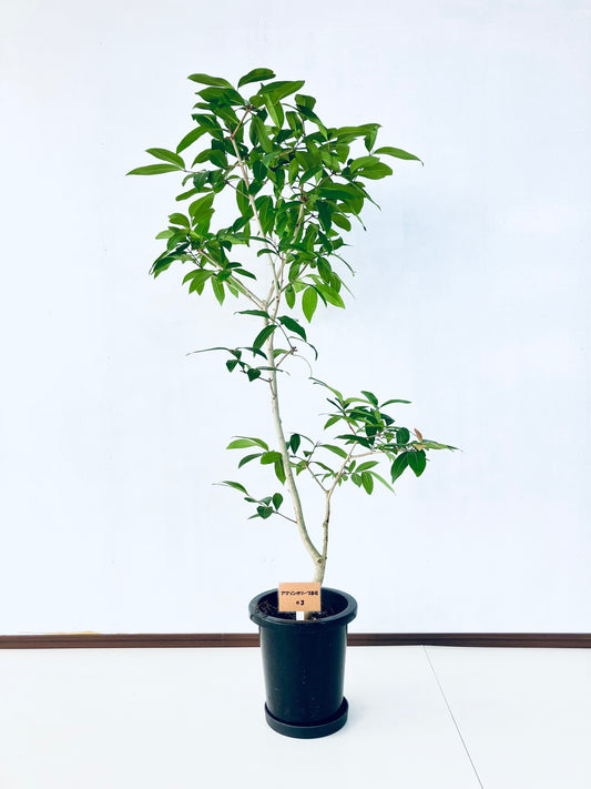 現品商品＠3 アマゾンオリーブ 8号（高さ：146cm、幅：75cm）