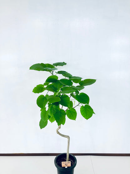 現品商品＠6 ウンベラータ 8号 曲がりМ（高さ：131cm、幅：75cm）