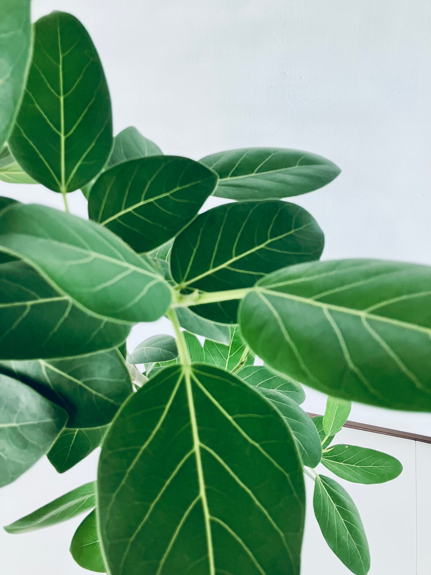 現品商品＠2 ベンガレンシス 8号（高さ：157cm、幅：72cm）