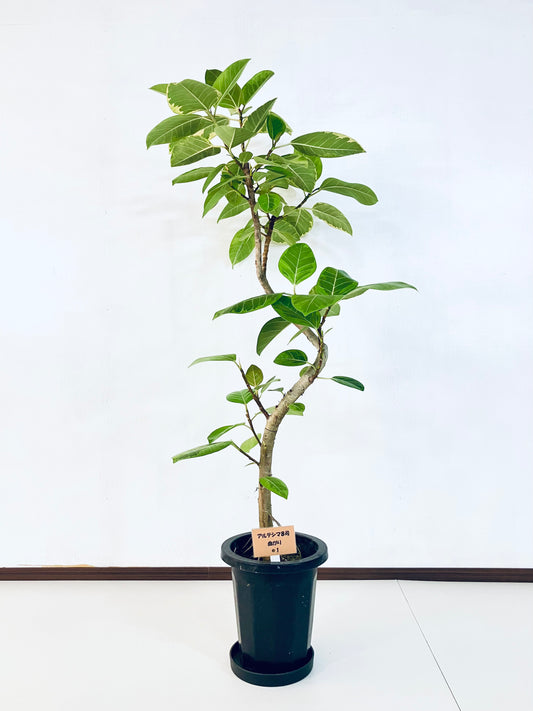 現品商品＠1 アルテシマ 8号（高さ：144cm、幅：70cm）