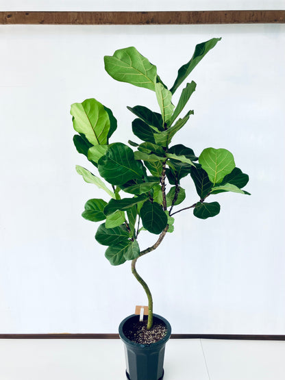 現品商品＠2 カシワバゴム 10号（高さ：190cm、幅：93cm）