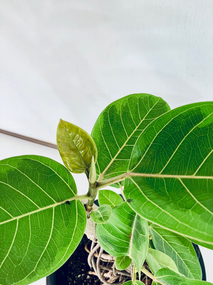 現品商品@5 アルテシマ 10号（高さ：163cm 幅：67cm）