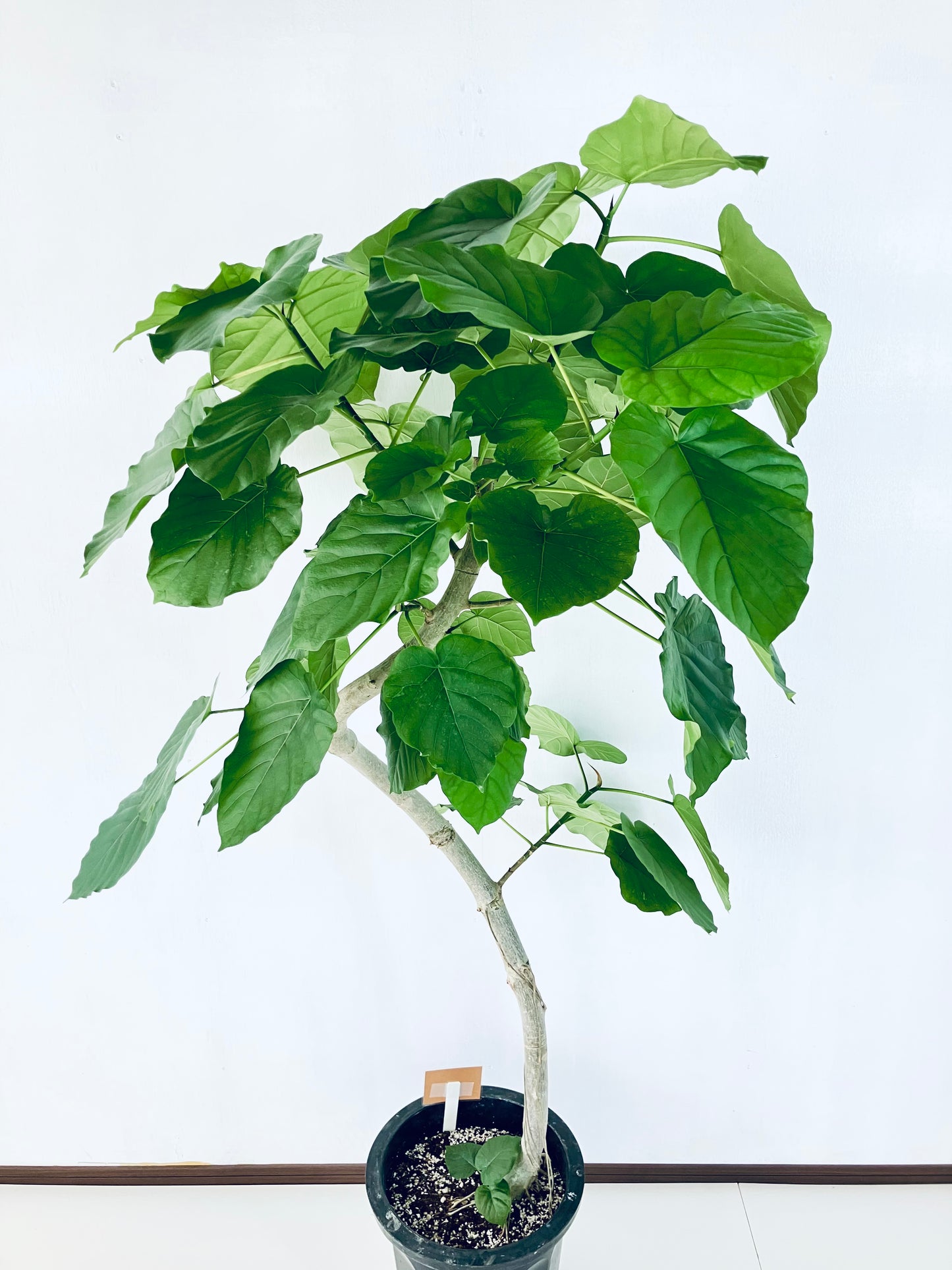 現品商品＠5 ウンベラータ 10号（高さ：165cm、幅：100cm）