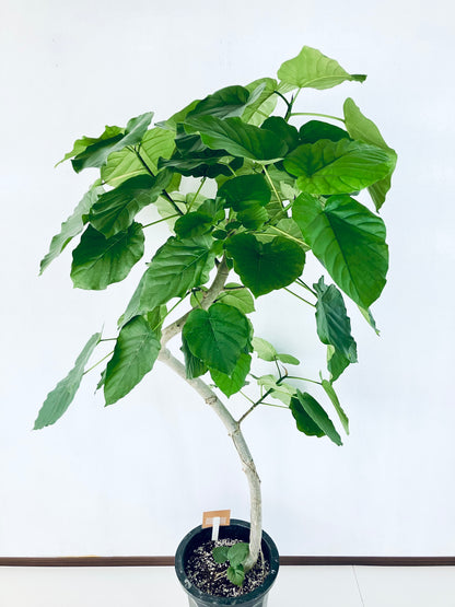 現品商品＠5 ウンベラータ 10号（高さ：165cm、幅：100cm）