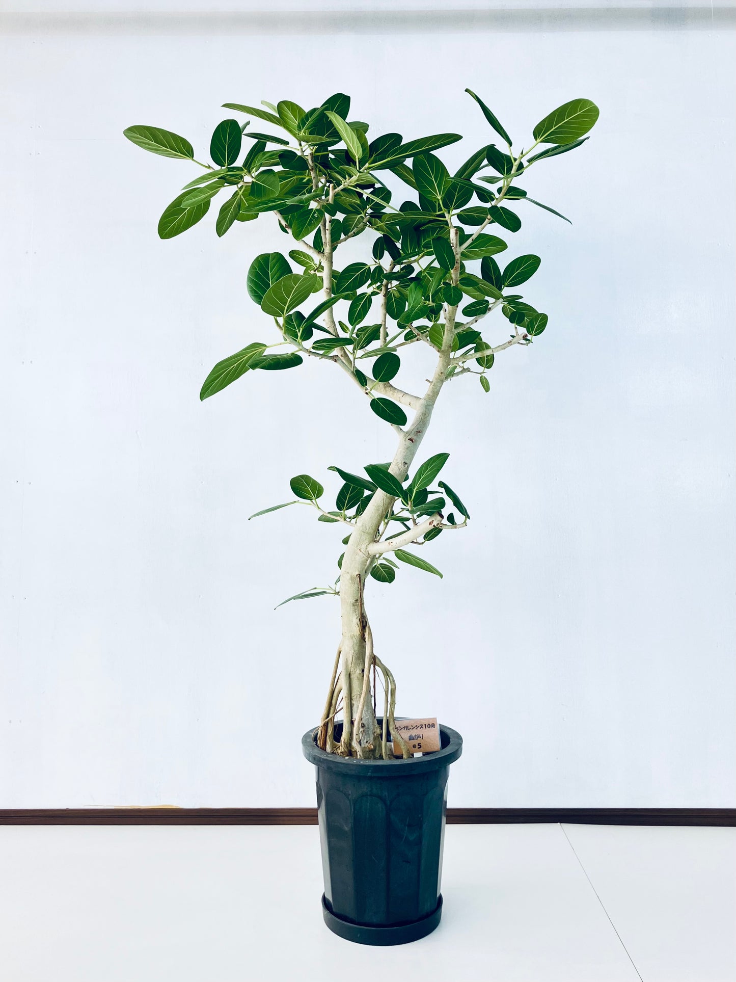 現品商品@5 ベンガレンシス 10号（高さ：175cm、幅：95cm）