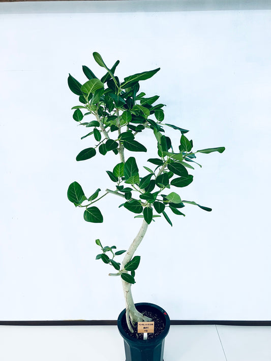 現品商品@6 ベンガレンシス 10号（高さ：177cm、幅：80cm）