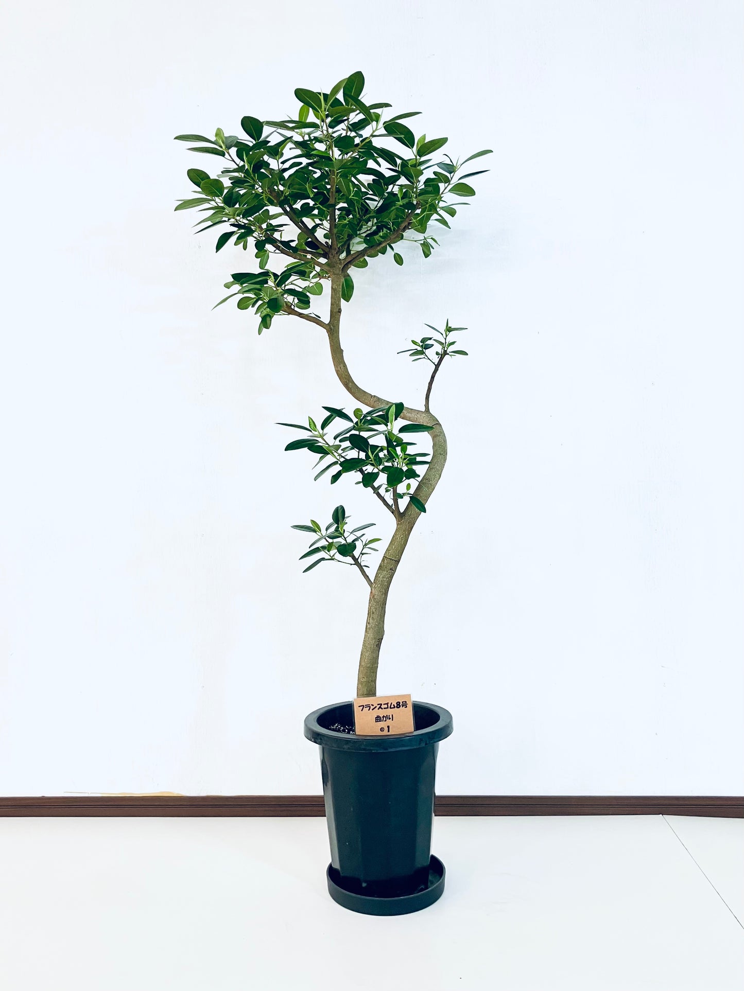 現品商品@1 フランスゴム 8号（高さ：130cm、幅：63cm）