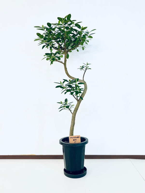 現品商品@1 フランスゴム 8号（高さ：130cm、幅：63cm）