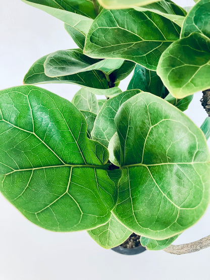 現品商品＠4 バンビーノ 8号（高さ：128cm、幅：47cm）