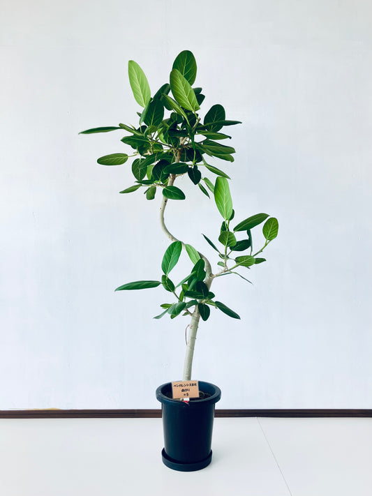 現品商品＠5 ベンガレンシス 8号（高さ：153cm、幅：70cm）