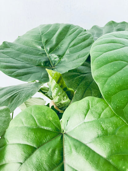 現品商品＠4 ウンベラータ 8号（高さ：114cm、幅：75cm）