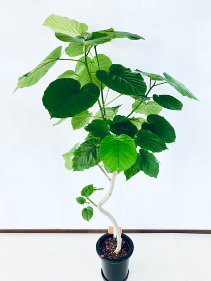 現品商品＠5 ウンベラータ 8号（高さ：157cm、幅：100cm）