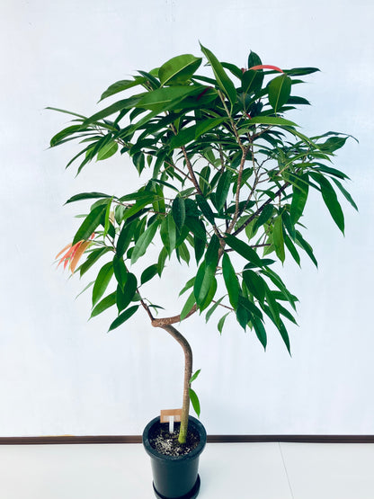 現品商品＠2 アムステルダム 8号（高さ：159cm、幅：90cm）